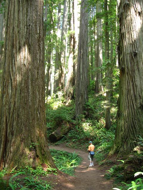 Bolan Mt & Redwoods-157.JPG - Boy Scout Tree Trail